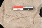 Foto (Detailansicht) von Taxodium distichum miocenicum Heer (NHMW-GEO-2024-0188-6425)